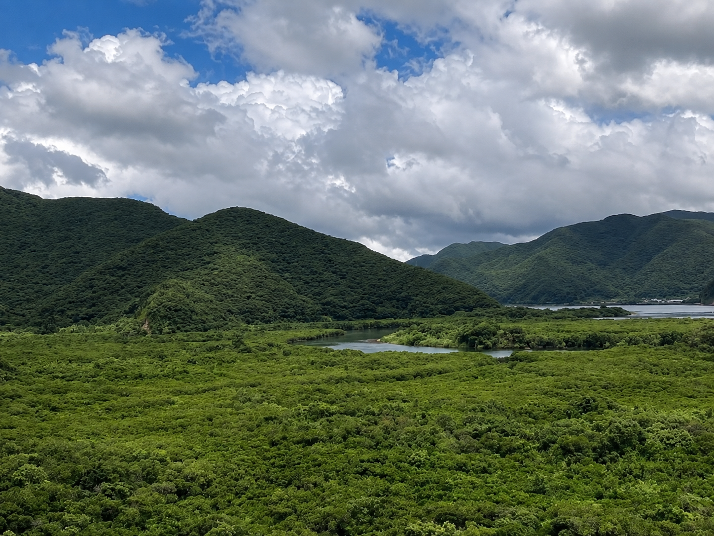 奄美大島の森